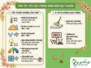 Cách Trồng Nấm Rơm Tại Nhà Năng Suất Cao, Kỹ Thuật Chuẩn