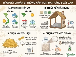 Cách Trồng Nấm Rơm Tại Nhà Năng Suất Cao, Kỹ Thuật Chuẩn