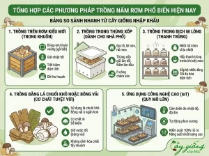 Cách Trồng Nấm Rơm Tại Nhà Năng Suất Cao, Kỹ Thuật Chuẩn