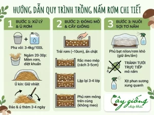 Cách Trồng Nấm Rơm Tại Nhà Năng Suất Cao, Kỹ Thuật Chuẩn