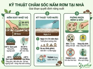 Cách Trồng Nấm Rơm Tại Nhà Năng Suất Cao, Kỹ Thuật Chuẩn