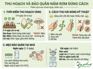 Cách Trồng Nấm Rơm Tại Nhà Năng Suất Cao, Kỹ Thuật Chuẩn