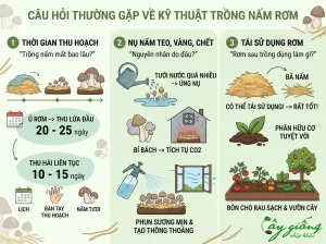 Cách Trồng Nấm Rơm Tại Nhà Năng Suất Cao, Kỹ Thuật Chuẩn
