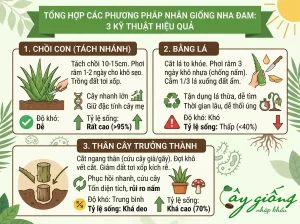 Cách Trồng Nha Đam Bẹ To, Mọng Nước, Chuẩn Kỹ Thuật