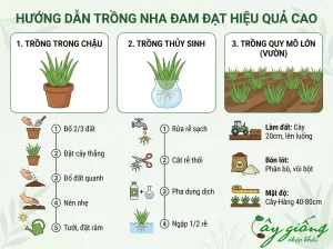 Cách Trồng Nha Đam Bẹ To, Mọng Nước, Chuẩn Kỹ Thuật