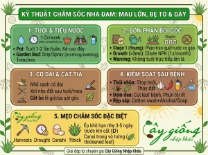 Cách Trồng Nha Đam Bẹ To, Mọng Nước, Chuẩn Kỹ Thuật
