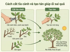 Kĩ Thuật Cách Trồng Ổi Trong Chậu Sai Trĩu Quả Năng Suất Cao