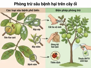 Kĩ Thuật Cách Trồng Ổi Trong Chậu Sai Trĩu Quả Năng Suất Cao