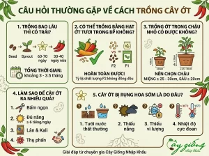 Cẩm Nang Hướng Dẫn Cách Trồng Ớt Tại Nhà Sai Trĩu Quả