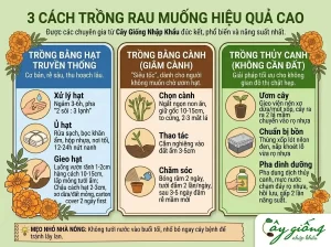 Cách Trồng Rau Muống Nhanh Thu Hoạch, Xanh Mướt Tại Nhà