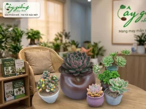 | Tháng 4 2026 Hướng Dẫn Cách Trồng Sen Đá Giúp Cây Sống Khỏe 100%
