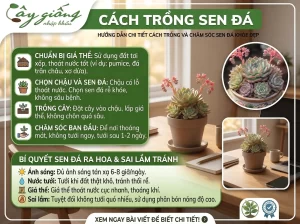 | Tháng 4 2026 Hướng Dẫn Cách Trồng Sen Đá Giúp Cây Sống Khỏe 100%