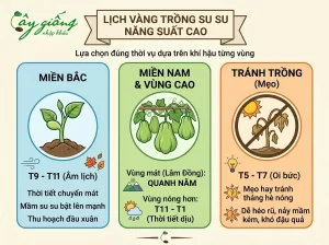 Hướng Dẫn Cách Trồng Su Su Tại Nhà Sai Trĩu Quả, Nhiều Ngọn