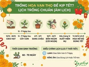 Cách Trồng Hoa Vạn Thọ Lùn Nở To Rực Rỡ Đúng Dịp Tết