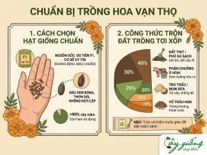 Cách Trồng Hoa Vạn Thọ Lùn Nở To Rực Rỡ Đúng Dịp Tết