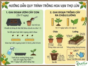 Cách Trồng Hoa Vạn Thọ Lùn Nở To Rực Rỡ Đúng Dịp Tết