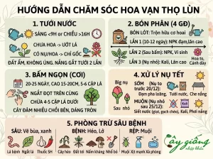 Cách Trồng Hoa Vạn Thọ Lùn Nở To Rực Rỡ Đúng Dịp Tết