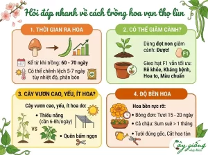 Cách Trồng Hoa Vạn Thọ Lùn Nở To Rực Rỡ Đúng Dịp Tết