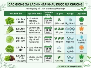 Cách Trồng Xà Lách Xanh, Sạch, Búp To Tại Nhà Cực Đơn Giản