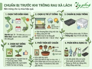 Cách Trồng Xà Lách Xanh, Sạch, Búp To Tại Nhà Cực Đơn Giản