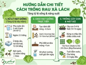 Cách Trồng Xà Lách Xanh, Sạch, Búp To Tại Nhà Cực Đơn Giản