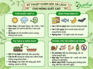 Cách Trồng Xà Lách Xanh, Sạch, Búp To Tại Nhà Cực Đơn Giản