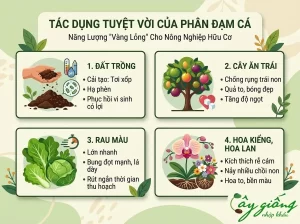 Cách Ủ Phân Đạm Cá Không Mùi Hôi, Tăng Năng Suất Cho Cây
