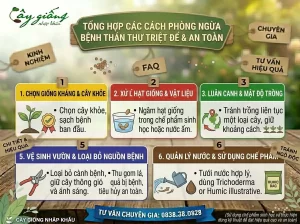 Tổng Hợp Cách Phòng Ngừa Bệnh Thán Thư Triệt Để, Hiệu Quả