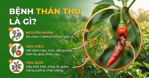 Tổng Hợp Cách Phòng Ngừa Bệnh Thán Thư Triệt Để, Hiệu Quả