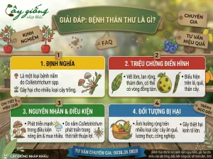 Tổng Hợp Cách Phòng Ngừa Bệnh Thán Thư Triệt Để, Hiệu Quả