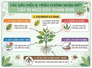 Nguyên Nhân Cây Bị Ngộ Độc Phân Bón Và Cách Giải Độc