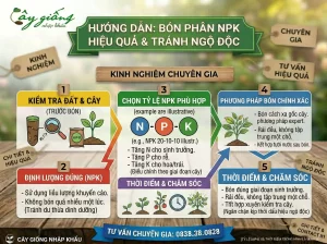 Nguyên Nhân Cây Bị Ngộ Độc Phân Bón Và Cách Giải Độc
