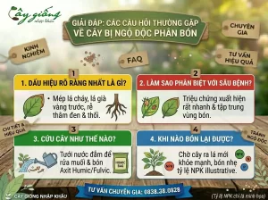 Nguyên Nhân Cây Bị Ngộ Độc Phân Bón Và Cách Giải Độc
