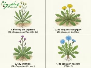 | Tháng 4 2026 Cây Bồ Công Anh Có Tác Dụng Gì? Cách Trồng Ra Sao?