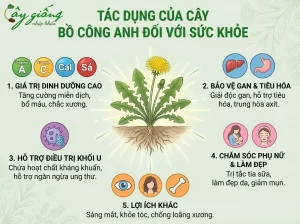 | Tháng 4 2026 Cây Bồ Công Anh Có Tác Dụng Gì? Cách Trồng Ra Sao?