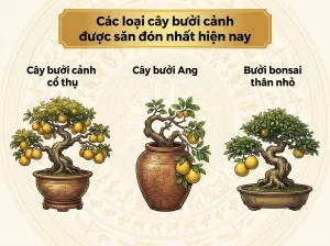 Cách Chọn Giống Cây Bưởi Cảnh, Kĩ Thuật Trồng Và Chăm Sóc