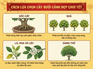 Cách Chọn Giống Cây Bưởi Cảnh, Kĩ Thuật Trồng Và Chăm Sóc