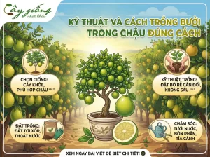 Cách Chọn Giống Cây Bưởi Cảnh, Kĩ Thuật Trồng Và Chăm Sóc