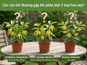 Phân Biệt Hoa Móng Rồng, Hoa Hoàng Lan Và Hoa Dẻ Cực Dễ