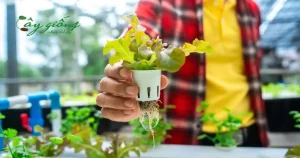 Bí Quyết Chọn Mua Và Chăm Sóc Cây Giống Nhập Khẩu