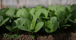 Tại Sao Nên Chọn Cây Giống Nhập Khẩu Cho Khu Vườn Của Bạn?