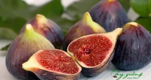 Một Số Loại Cây Giống Nhập Khẩu Được Săn Đón Nhất