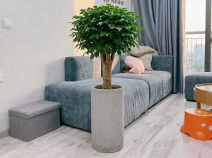| Tháng 4 2026 Mẫu cây hạnh phúc 1m5
