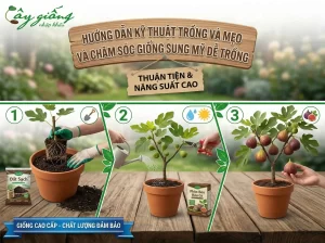 Hướng dẫn kỹ thuật trồng và mẹo chăm sóc giống sung mỹ