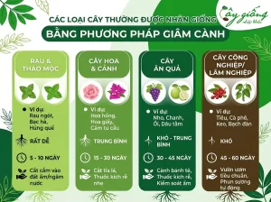Kỹ Thuật Giâm Cành Ra Rễ Nhanh, Đảm Bảo Cây Sống 100%
