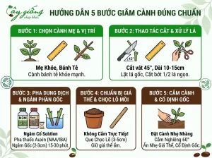 Kỹ Thuật Giâm Cành Ra Rễ Nhanh, Đảm Bảo Cây Sống 100%