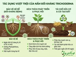 Nấm Trichoderma Là Gì? Cơ Chế, Tác Dụng Và Cách Sử Dụng