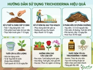 Nấm Trichoderma Là Gì? Cơ Chế, Tác Dụng Và Cách Sử Dụng