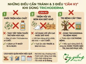 Nấm Trichoderma Là Gì? Cơ Chế, Tác Dụng Và Cách Sử Dụng