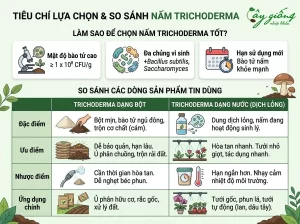 Nấm Trichoderma Là Gì? Cơ Chế, Tác Dụng Và Cách Sử Dụng